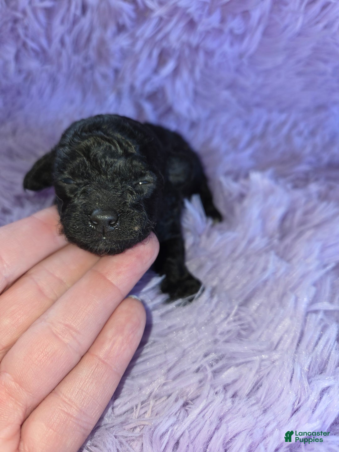 Toy Poodle dogs for sale: Toy Poodle Puppy 3 - Ad 1
