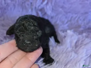 Toy Poodle dogs Toy Poodle Puppy 3 - Ad 3