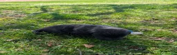 Newfoundland dogs for sale: Hero - Ad 25