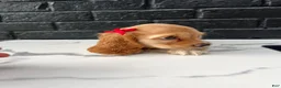 Cocker Spaniel dogs for sale: 🌸 Bambi 🌸 - Ad 5