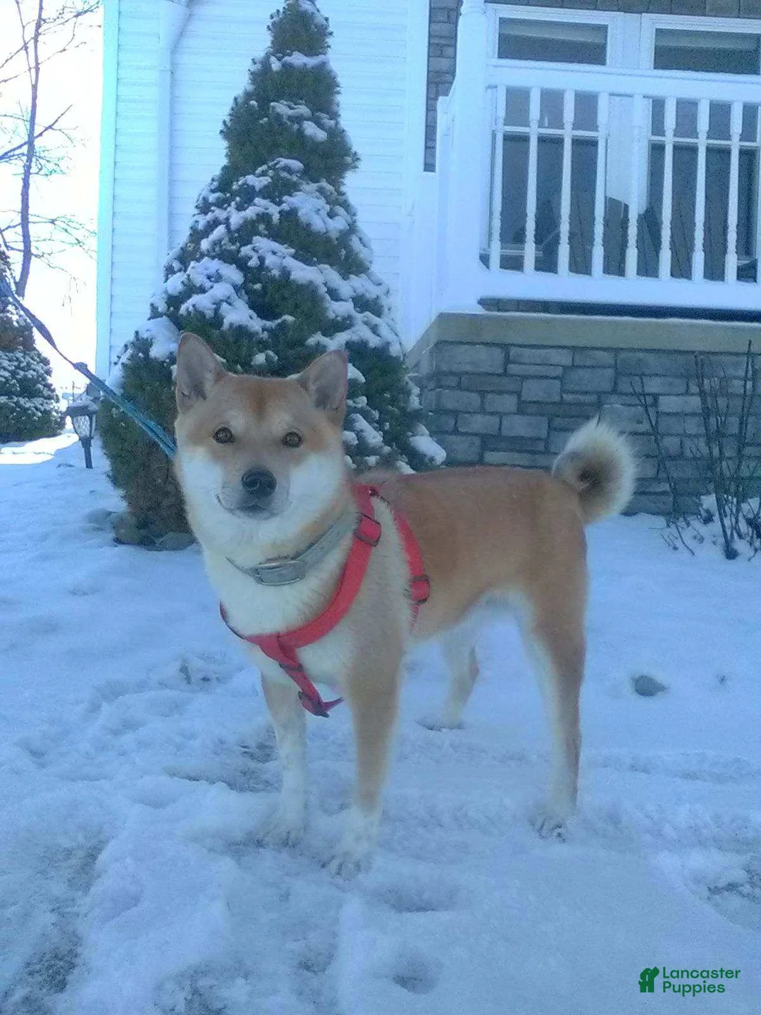 Shiba Inu dogs for sale: Kingsley - Ad 7