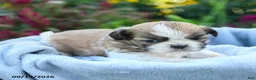 Shih Tzu dogs for sale: Mikey - Ad 4