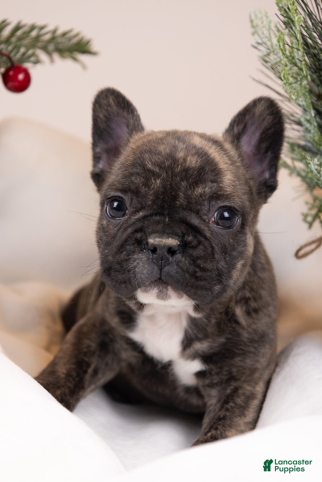 French Bulldog dogs for sale: Bluey - Ad 25