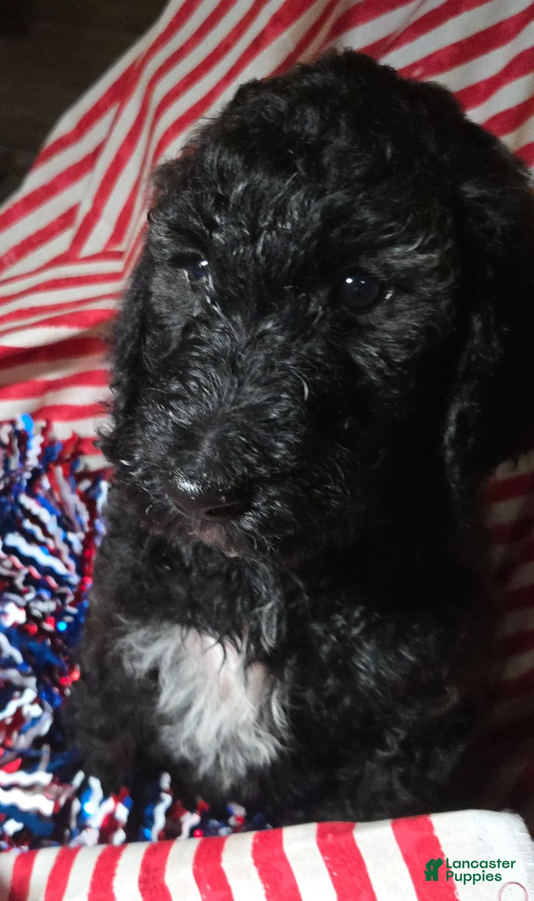 Standard Poodle dogs for sale: Rhoads - Ad 1