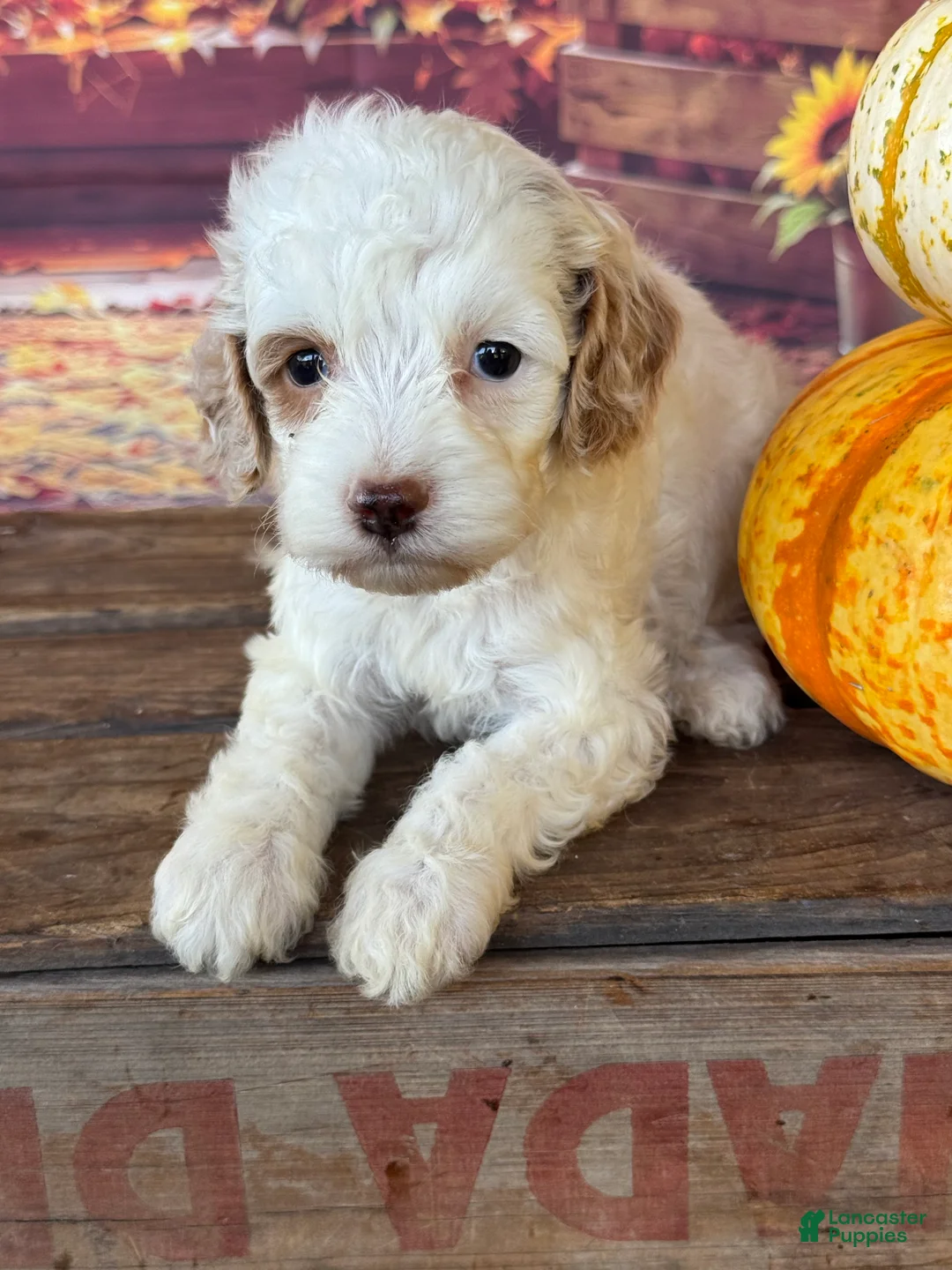 Cockapoo dogs for sale: Channel - Ad 7