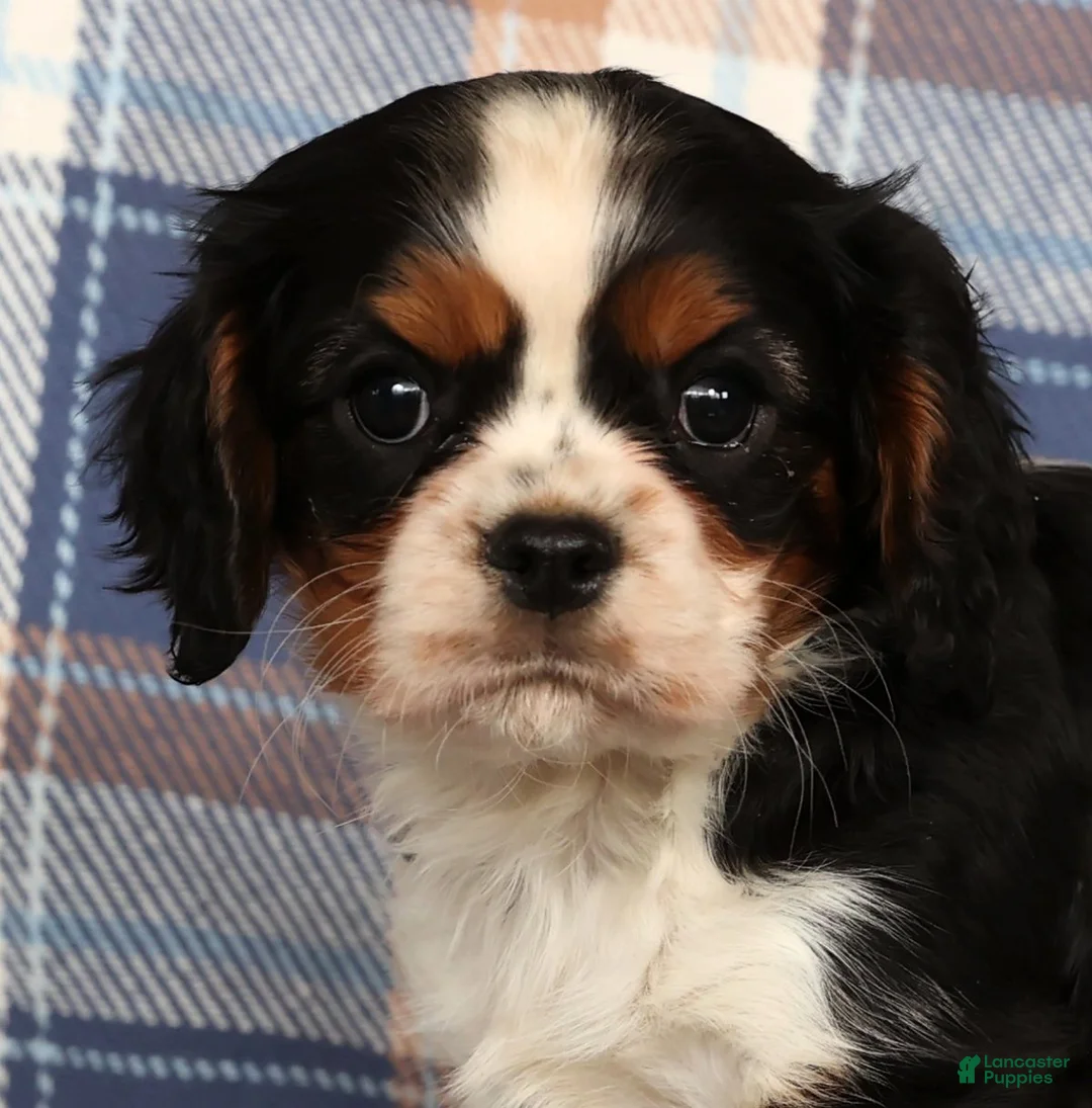 Cavalier King Charles Spaniel dogs for sale: Cutie - Ad 6