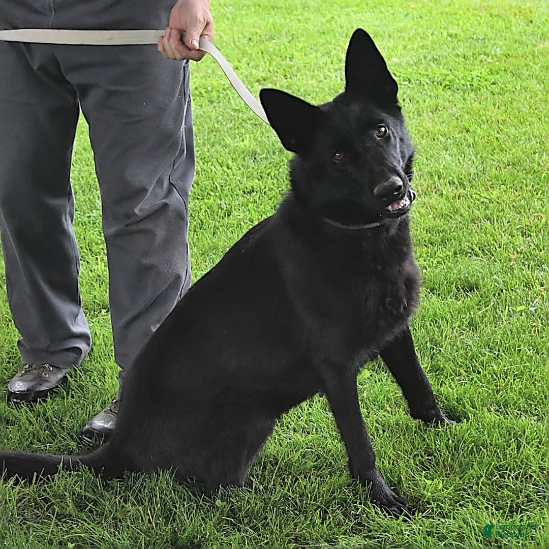 German Shepherd dogs for sale: Zander - Ad 6