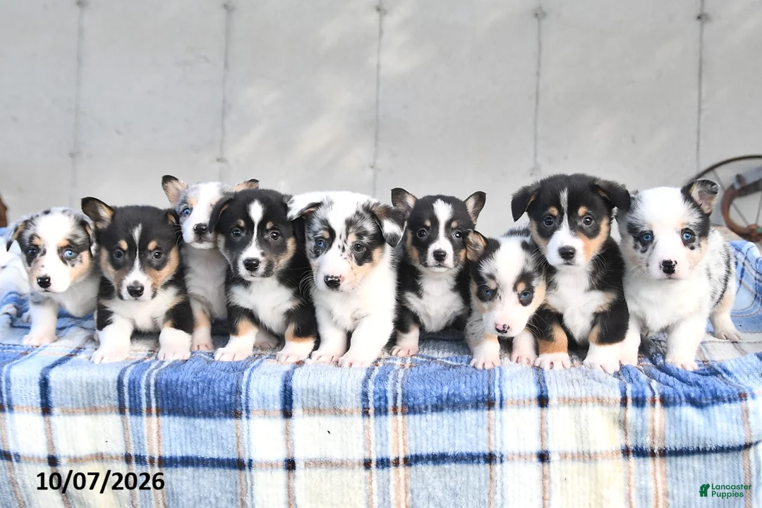 Welsh Corgi Pembroke dogs for sale: Cedar - Ad 5