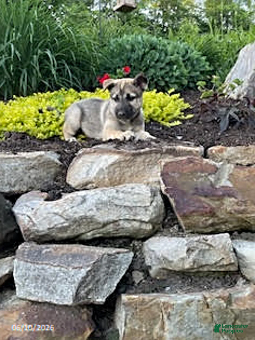 Pitsky dogs for sale: Sage - Ad 3