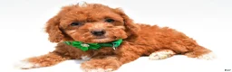 Miniature Poodle dogs for sale: Lila - Ad 5