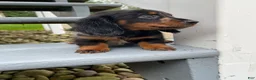 Miniature Dachshund dogs for sale: Luna - Ad 4