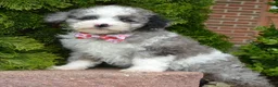 Miniature Poodle dogs for sale: Mini Paisley - Ad 1