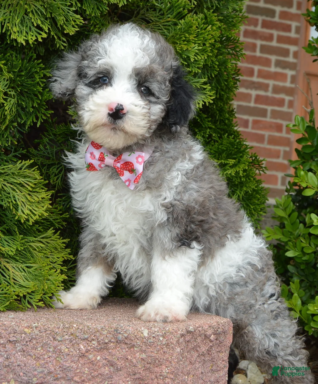 Miniature Poodle dogs for sale: Mini Paisley - Ad 1