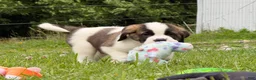 Saint Bernard dogs for sale: Boxer - Ad 6