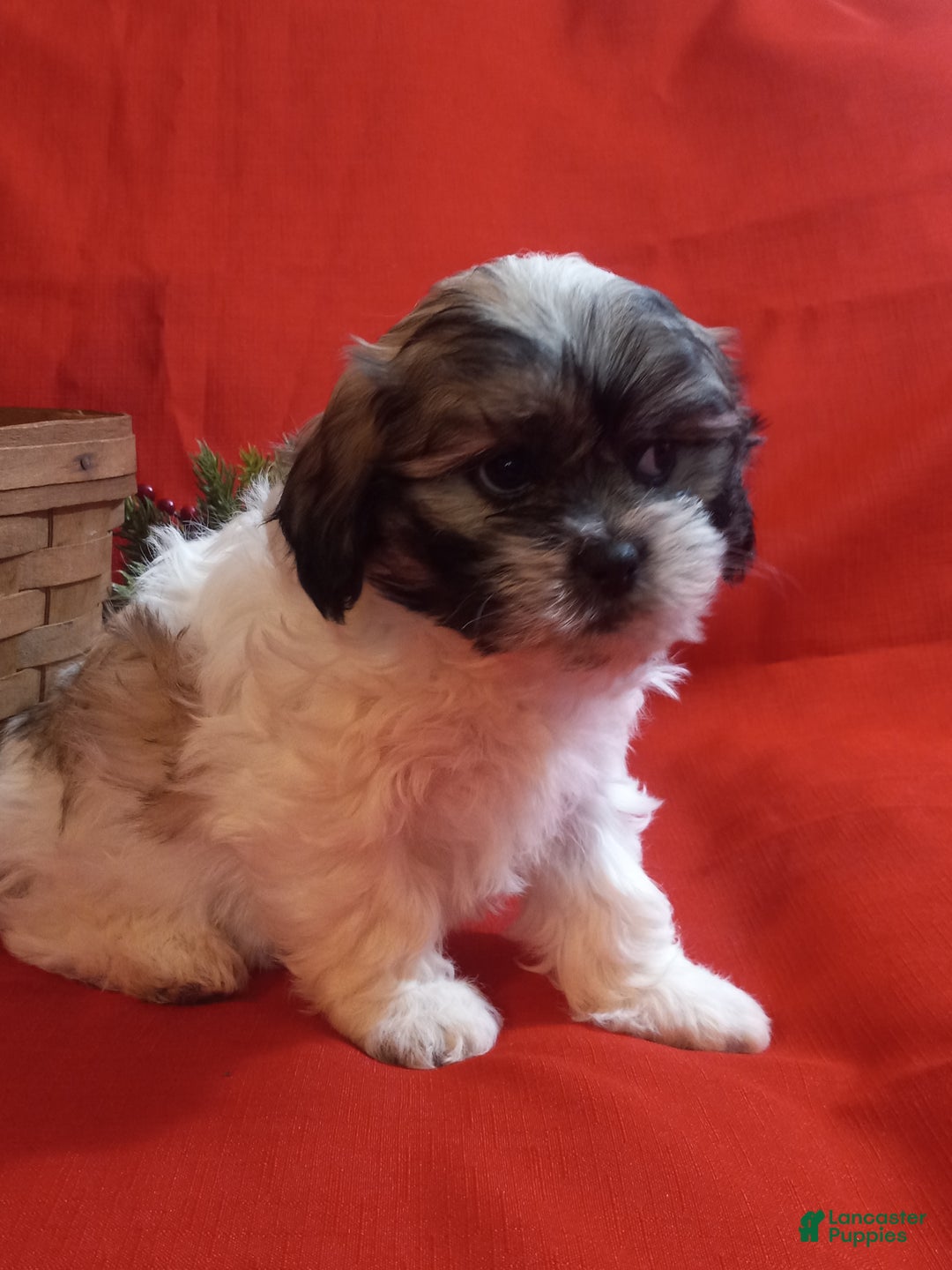 Teddy Bear dogs for sale: Bella - Ad 1