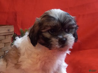 Teddy Bear dogs Bella - Ad 8