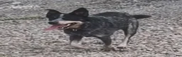 Australian Cattle Dog dogs for sale: Georgie Girl - Ad 48