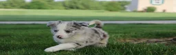 Border Collie dogs for sale: Remy - Ad 6