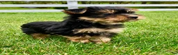 Yorkshire Terrier dogs for sale: Autumn - Ad 10