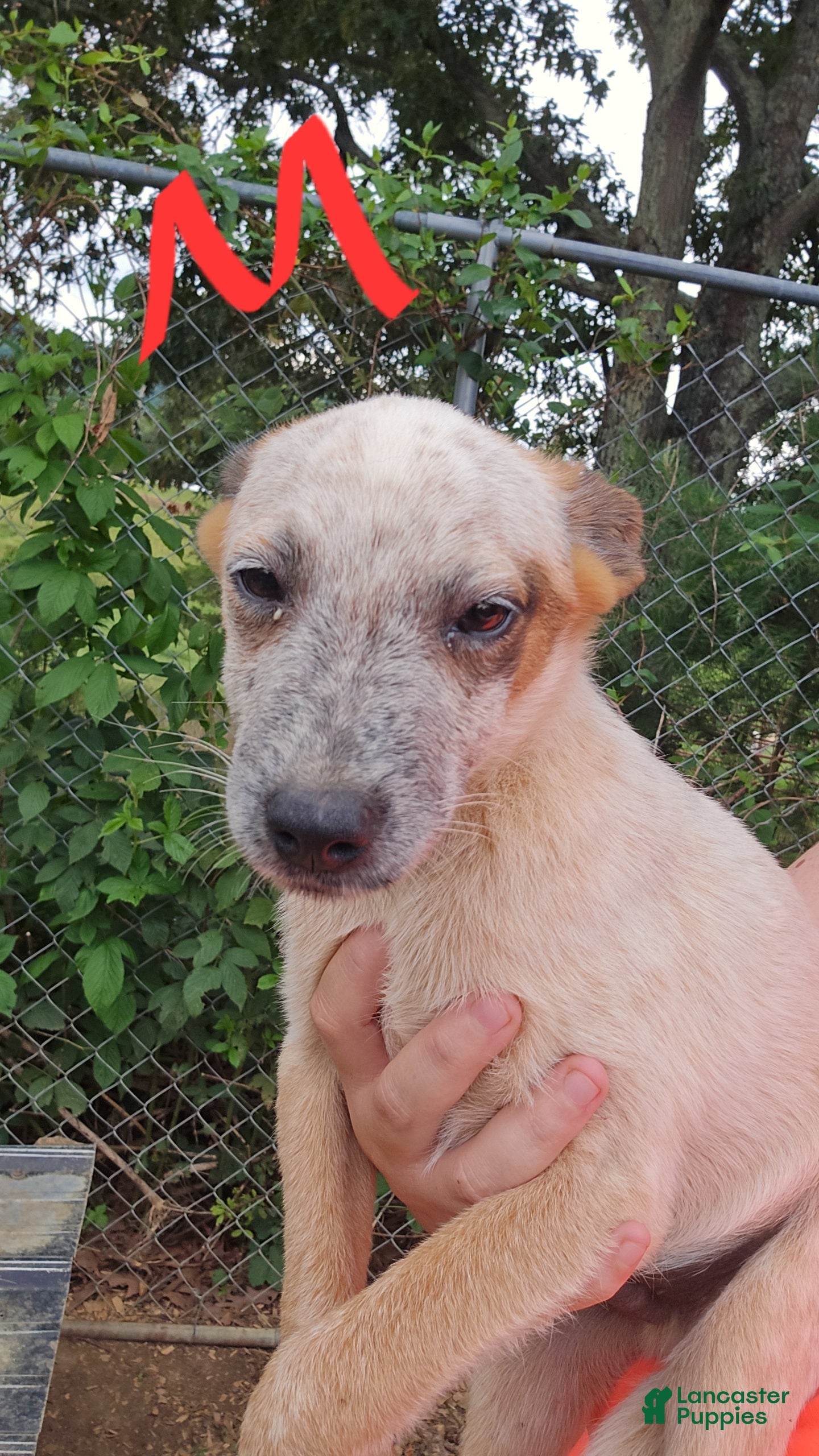 Australian Cattle Dog dogs for sale: Finn - Ad 1