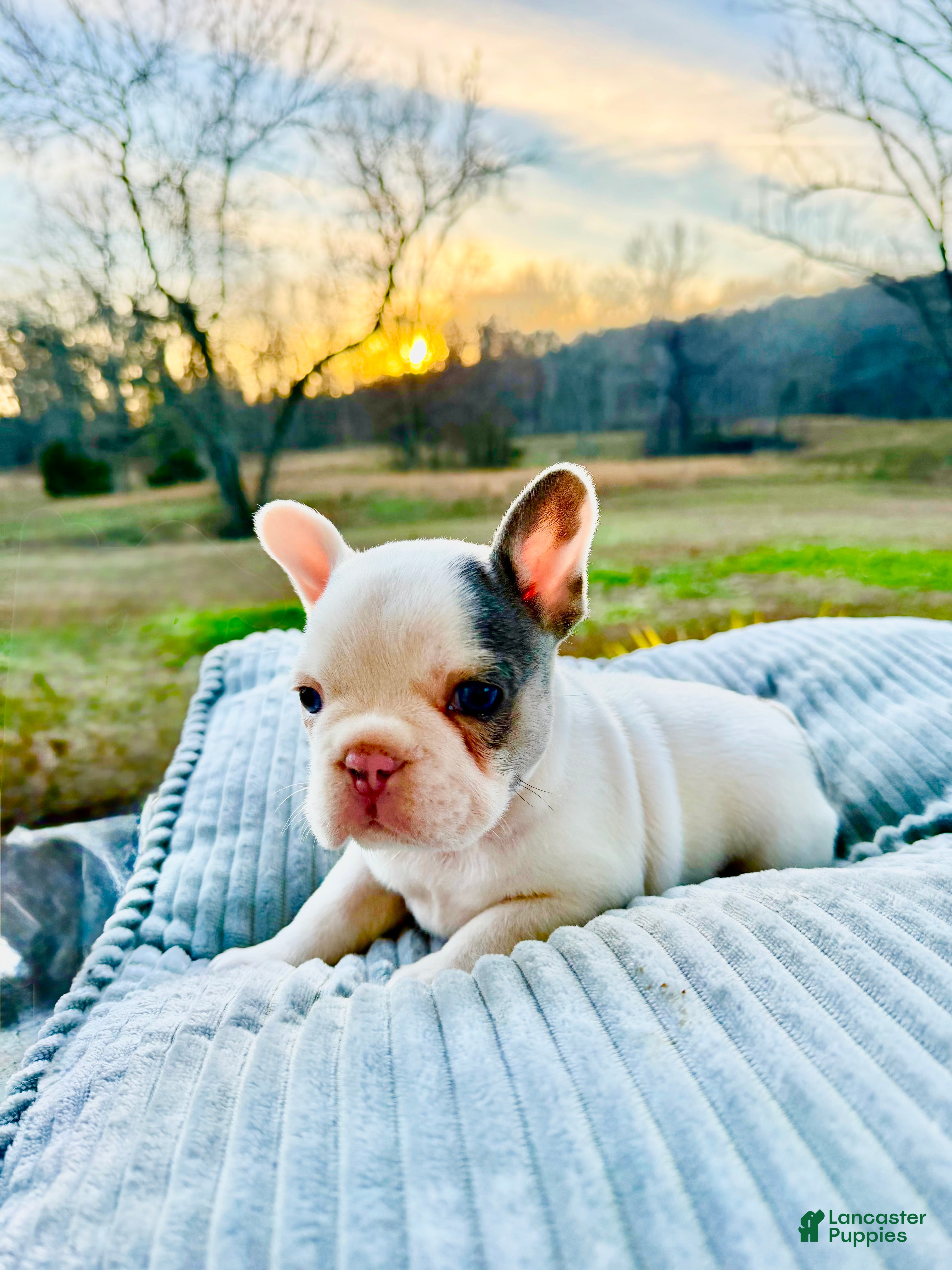 French Bulldog dogs Spanky - Ad 22