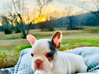 French Bulldog dogs Spanky - Ad 35