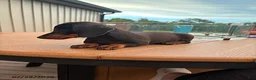 Miniature Dachshund dogs for sale: Gus - Ad 4