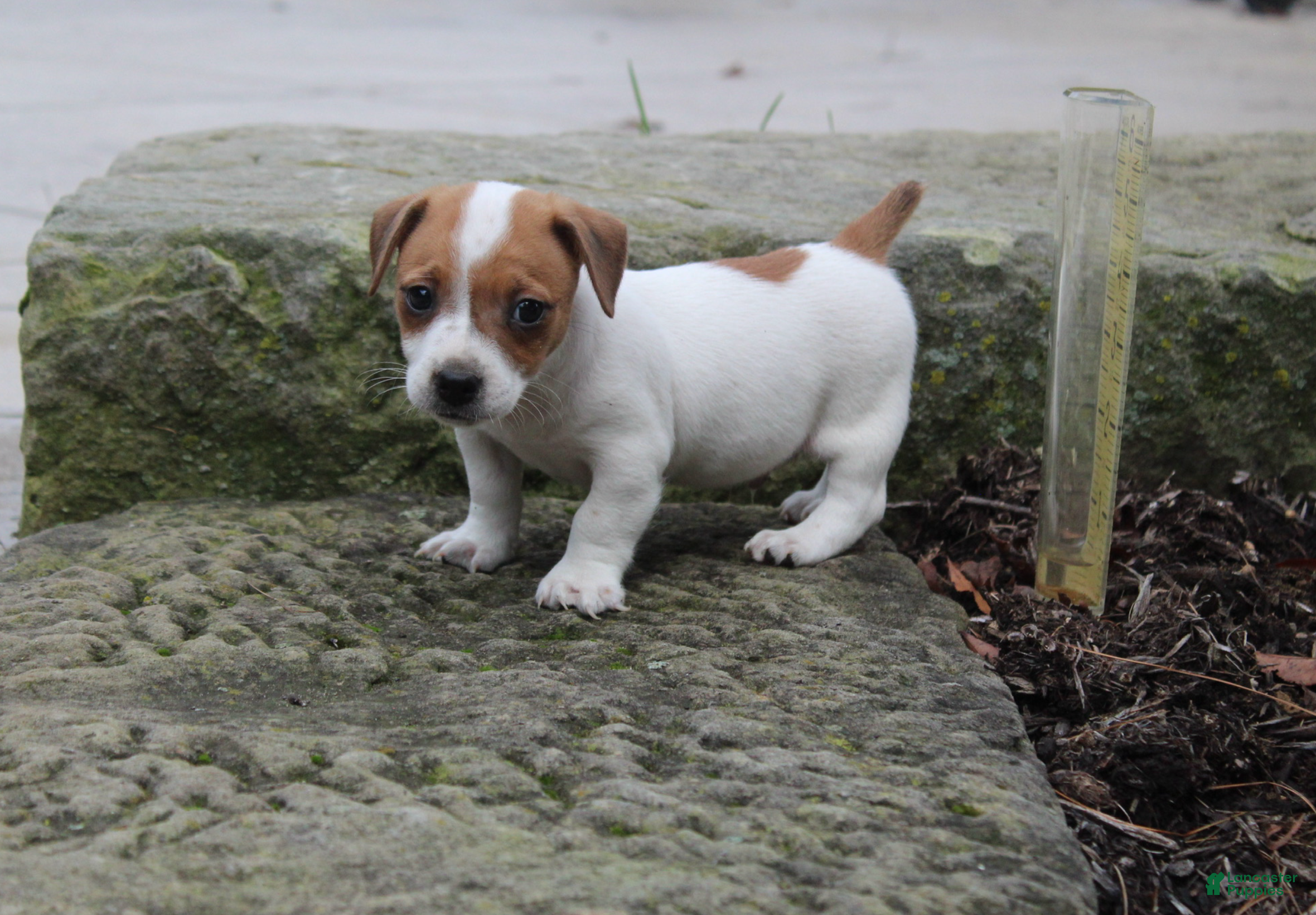 Jack Russell Terrier dogs Benji - Ad 1
