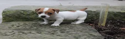 Jack Russell Terrier dogs for sale: Benji - Ad 1