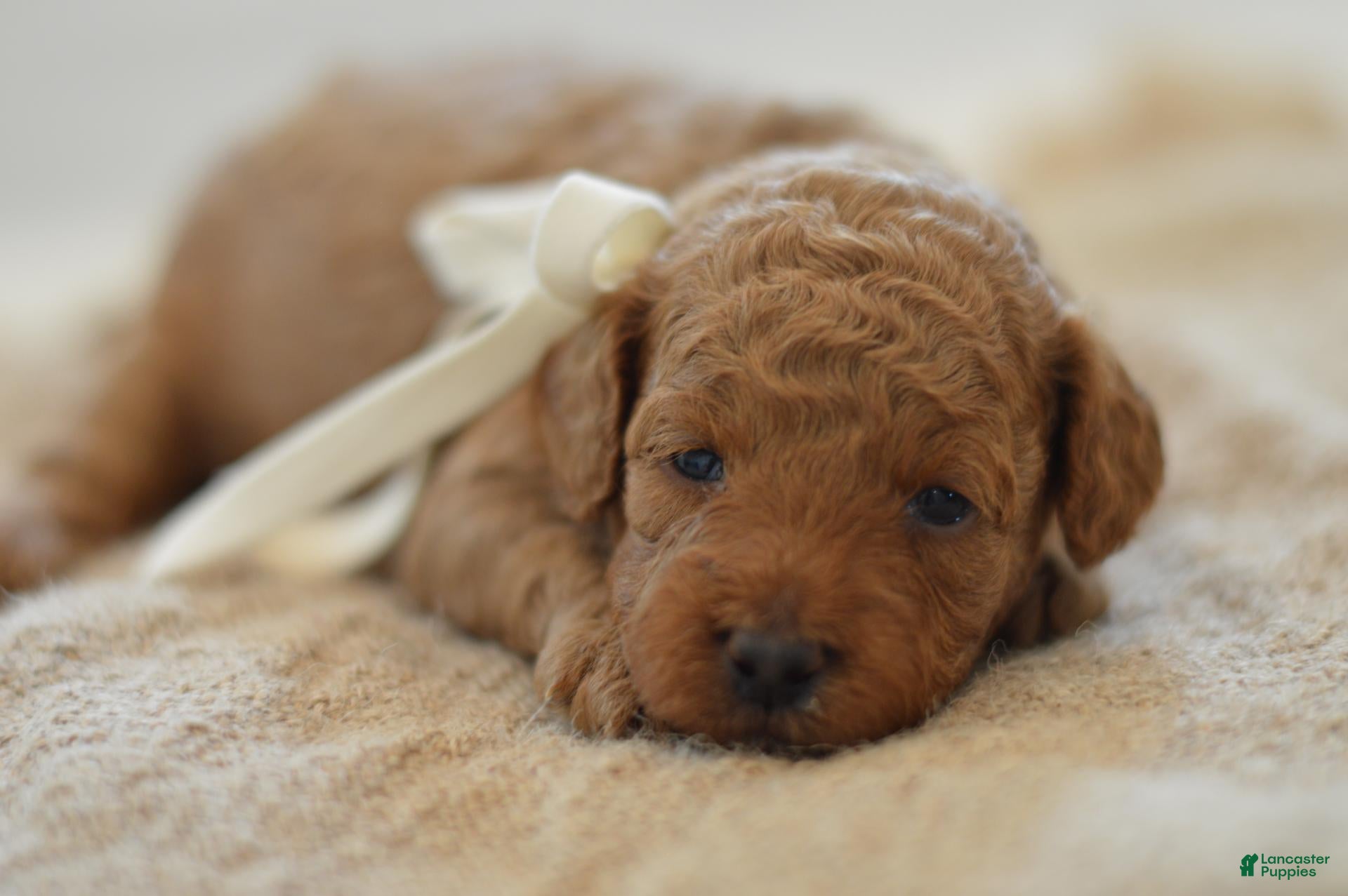 Miniature Poodle dogs Moe - Ad 2