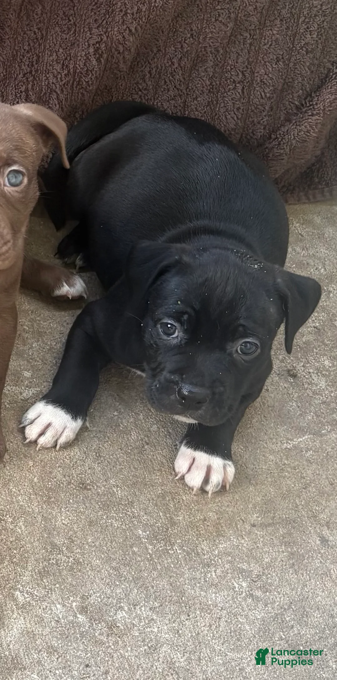 Mixed Breed dogs for sale: Baby - Ad 1