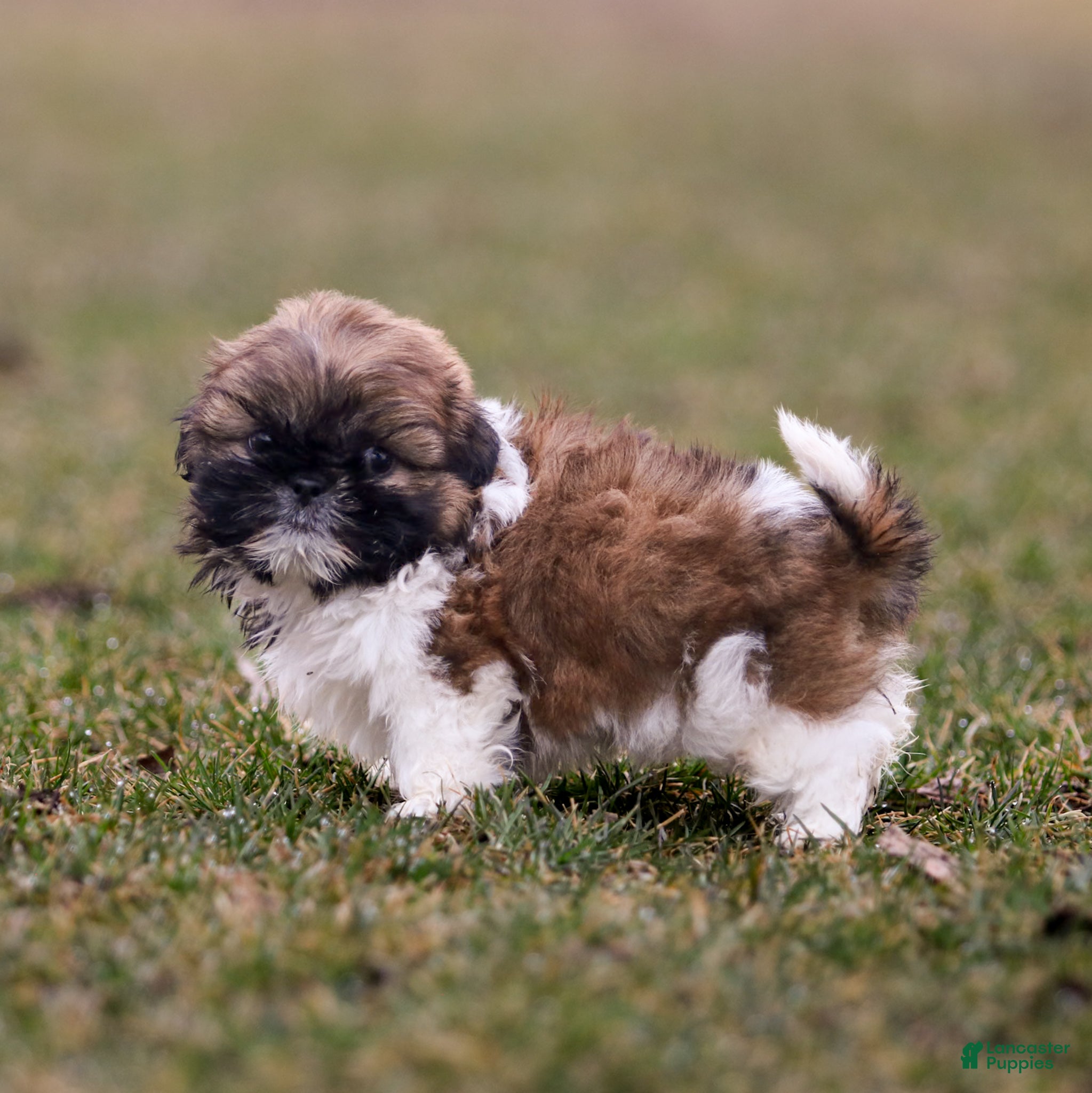 Shih Tzu dogs Jackie Shih Tzu Puppy  - Ad 2