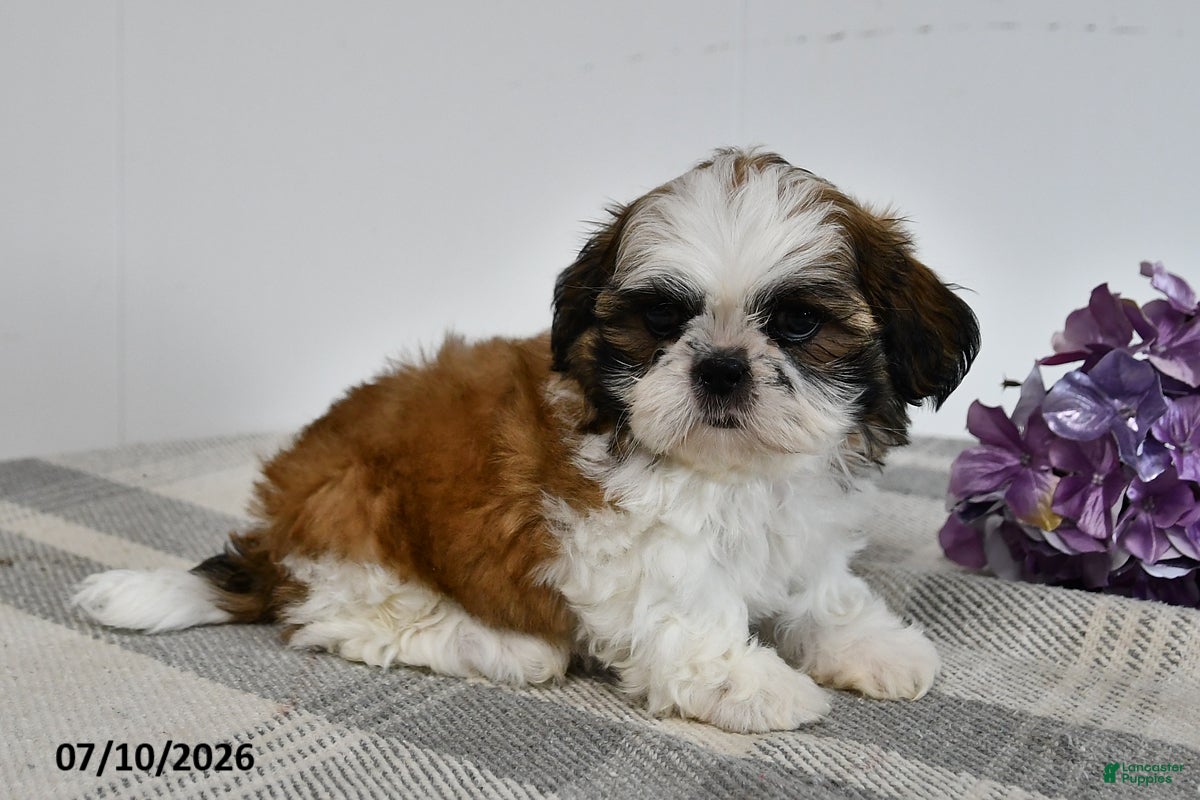 Shih Tzu dogs Cade - Ad 1