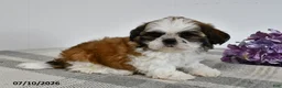 Shih Tzu dogs for sale: Cade - Ad 1