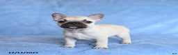 French Bulldog dogs for sale: Zimmy - Ad 1