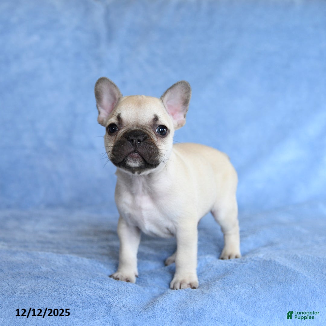 French Bulldog dogs for sale: Zimmy - Ad 1