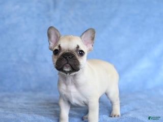French Bulldog dogs Zimmy - Ad 17