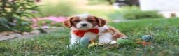 Cavalier King Charles Spaniel dogs for sale: Carter - Ad 8