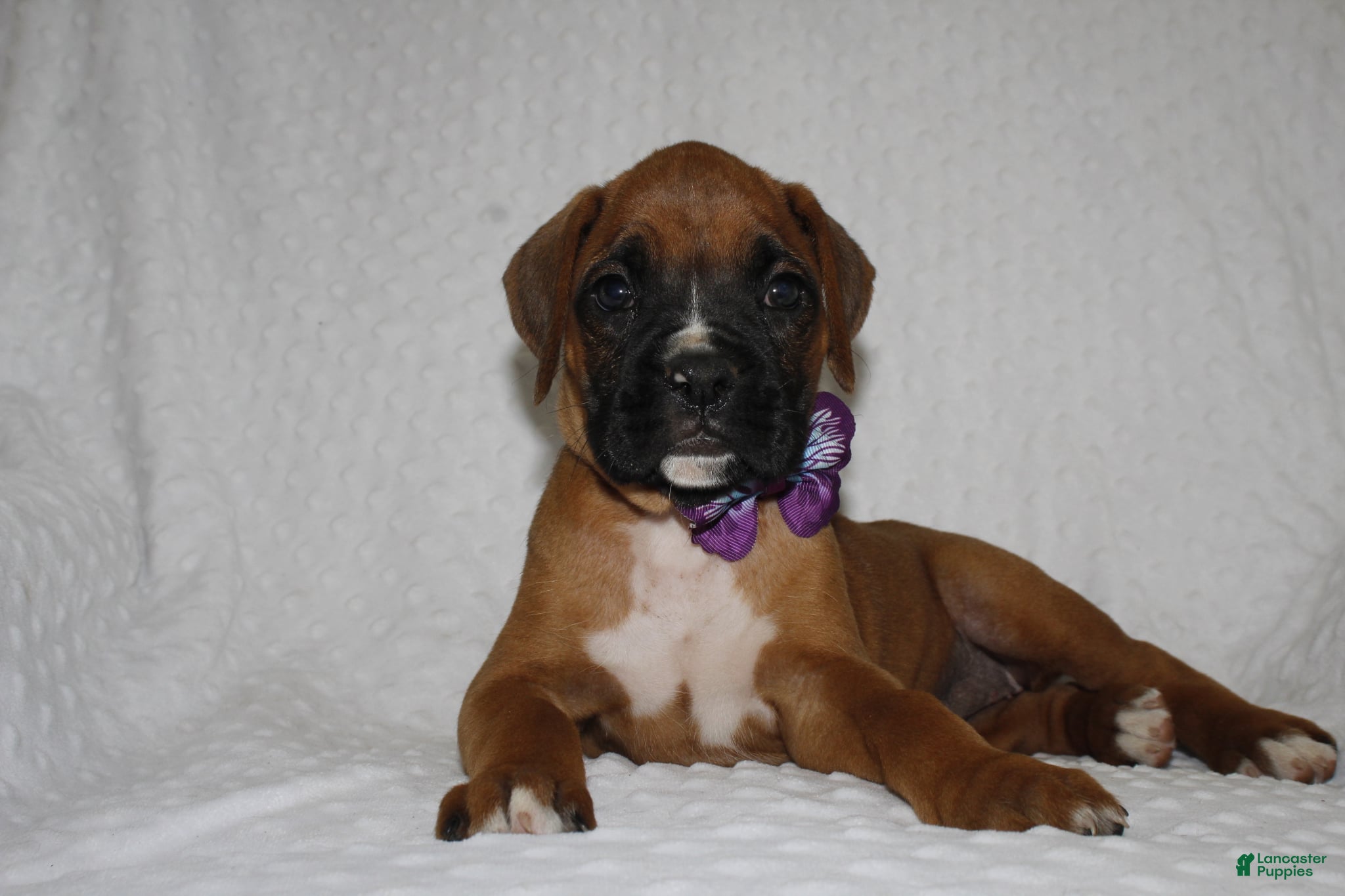 Boxer dogs Beverly - Ad 1