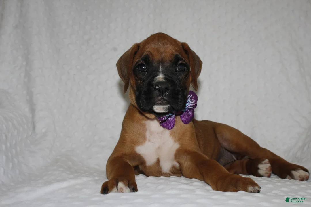 Boxer dogs for sale: Beverly - Ad 1