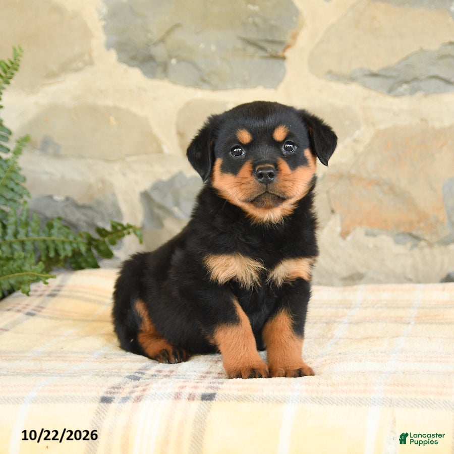 Rottweiler dogs for sale: Bailey - Ad 2