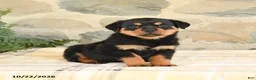 Rottweiler dogs for sale: Bailey - Ad 2
