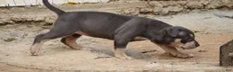 American Bully dogs for sale: Leia - Ad 6