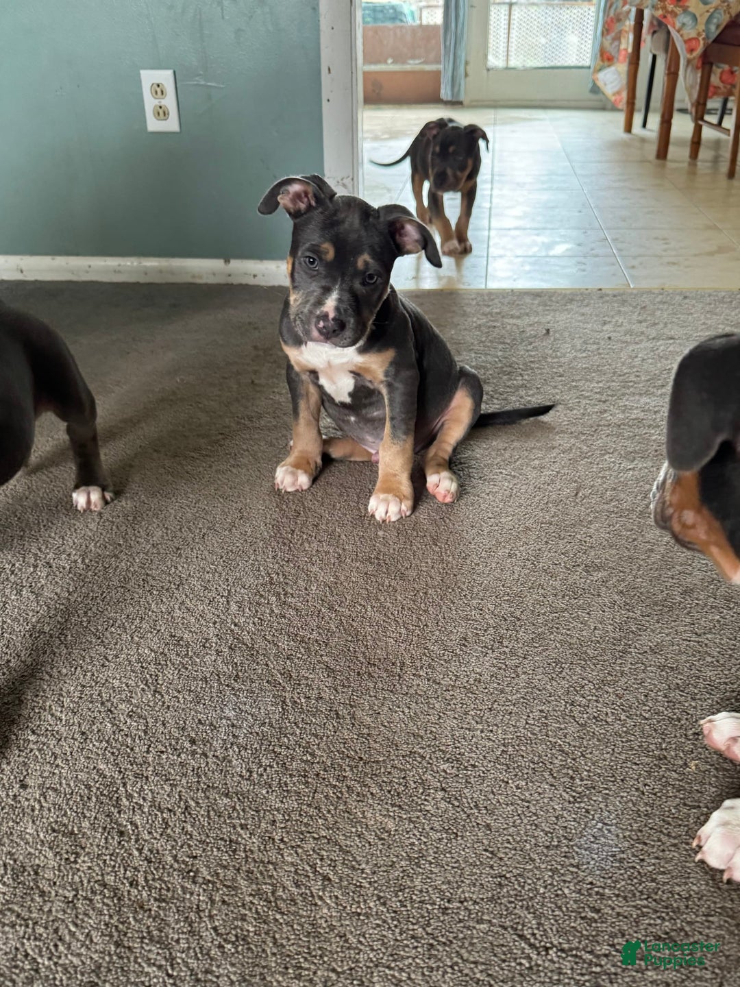 Gallery Image {{count}}