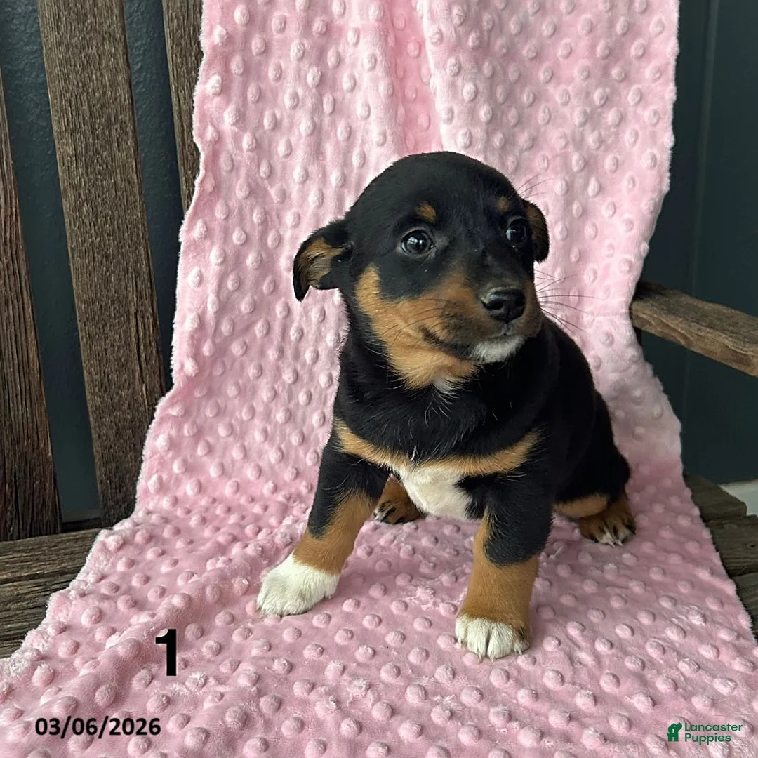 Mixed Breed dogs for sale: Violet - Ad 1