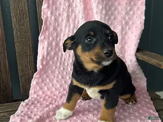 Mixed Breed dogs for sale: Violet - Ad 2