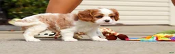 Cavalier King Charles Spaniel dogs for sale: Allie - Ad 6