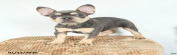 French Bulldog dogs for sale: Valentine - Ad 2