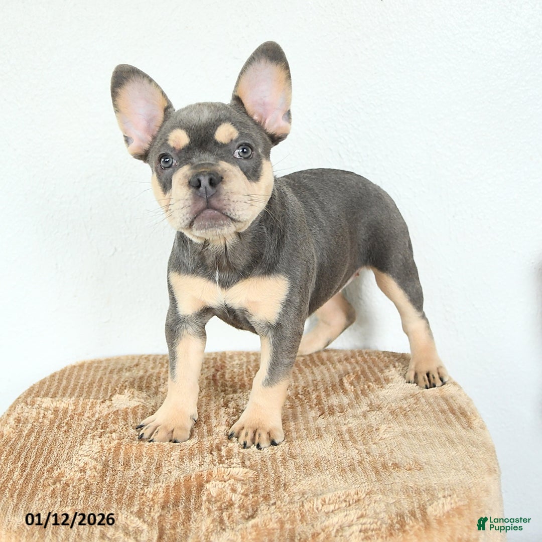 French Bulldog dogs for sale: Valentine - Ad 2