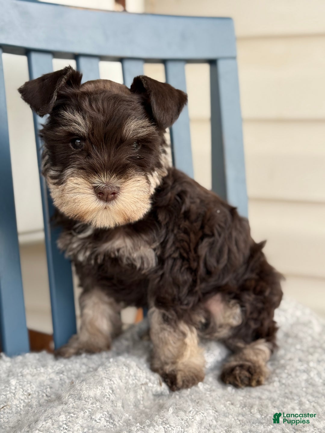 Miniature Schnauzer dogs for sale: Duchess - Ad 11